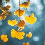 thumbnail Natural Ginkgo