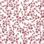 Vorschaubild Little Berries