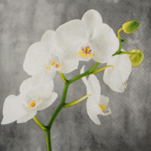 klassische Serviette mit Orchidee